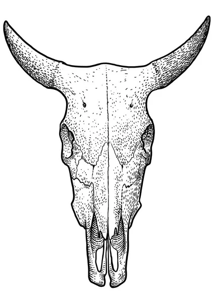 Kuhschädel Illustration Zeichnung Stich Tusche Linienzeichnung Vektor — Stockvektor