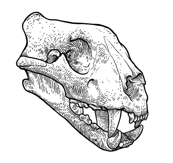 Cráneo Gato Ilustración Dibujo Grabado Tinta Arte Línea Vector — Vector de stock