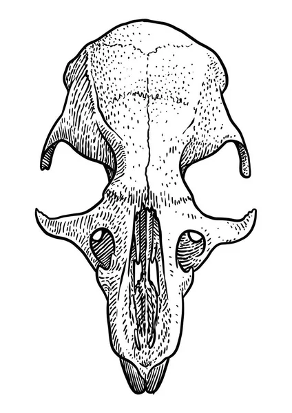 Rattenschädel Illustration Zeichnung Stich Tusche Linienzeichnung Vektor — Stockvektor