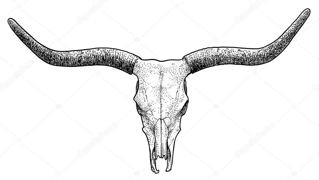 Bull skull illustration, drawing, engraving, ink, line art, vector