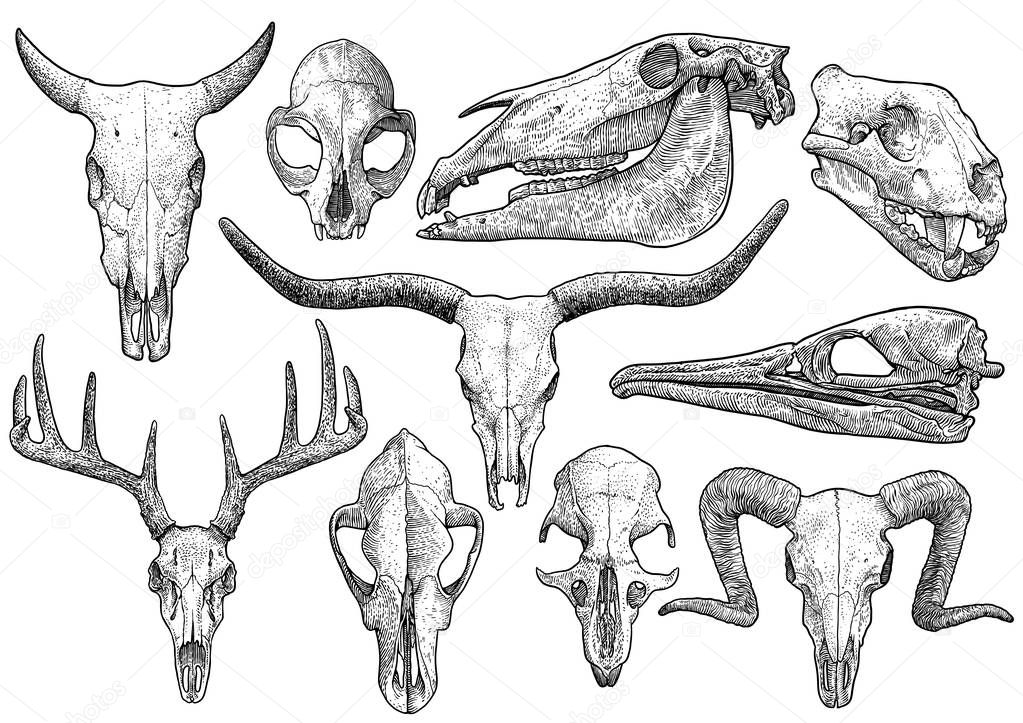 Animal skull collection illustration, drawing, engraving, ink, line art, vector