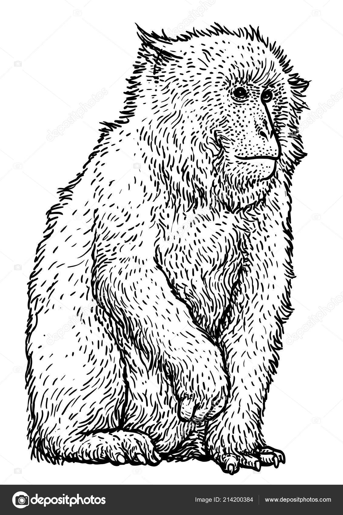 Japonais Enneigement Illustration Singe Macaque Dessin