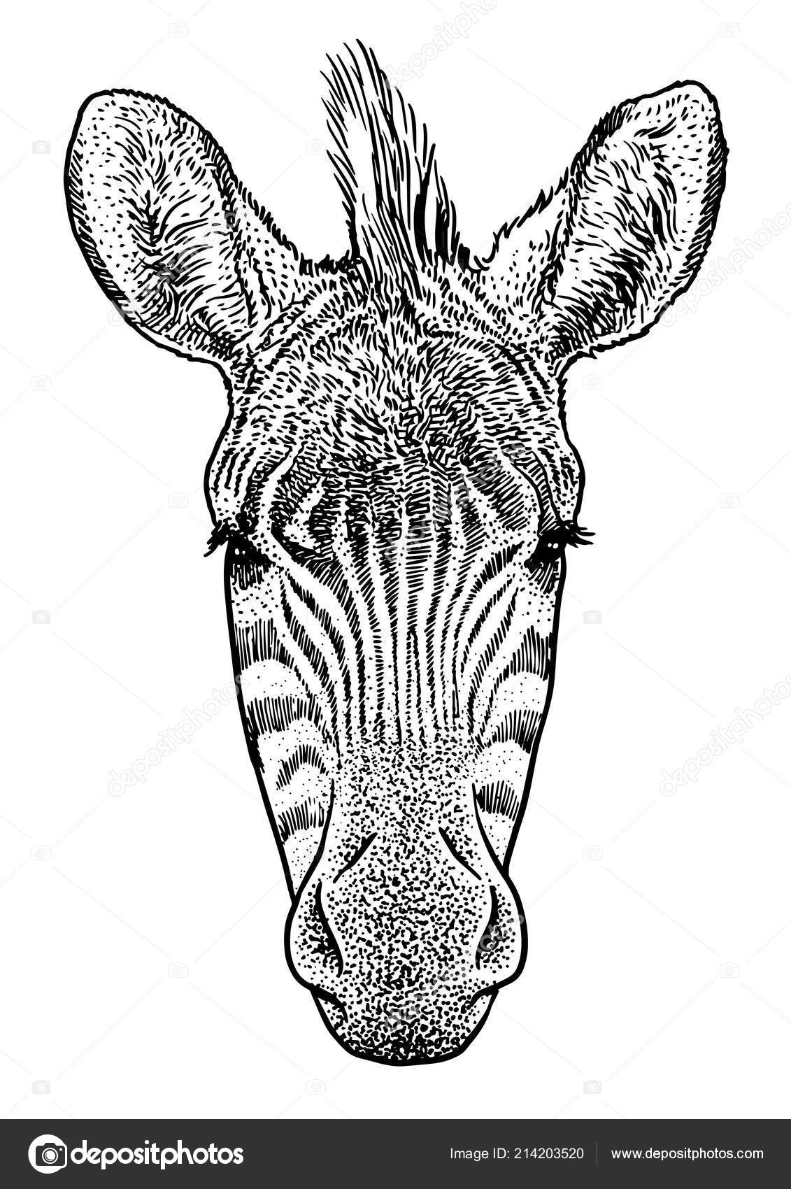 10+ Drawing Zebra Head Images