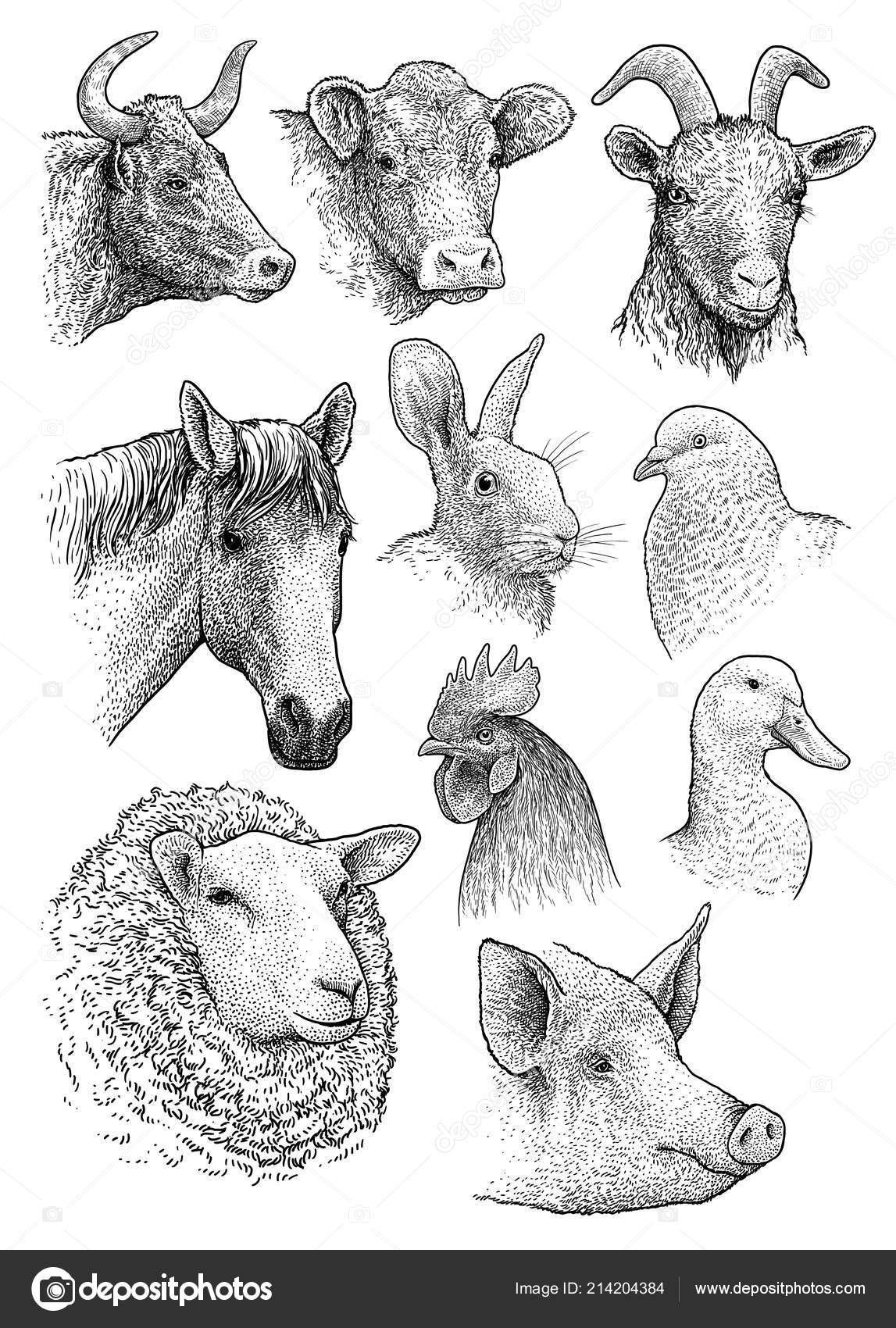 Domestic Farm Animals Head Portrait Collection Illustration Drawing