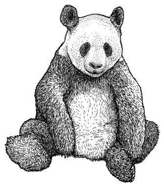Dev Panda çizim, çizim, gravür, mürekkep, hat sanatı, vektör