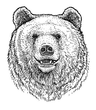 Bear head illustration, drawing, engraving, ink, line art, vector clipart