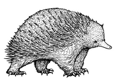Echidna illüstrasyon, çizim, gravür, mürekkep, çizgi sanatı, vektör