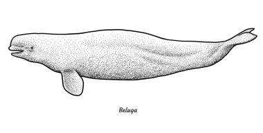 Beluga çizim, çizim, gravür, mürekkep, hat sanatı, vektör