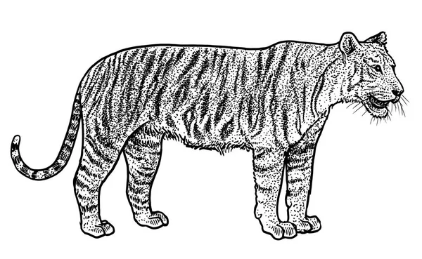 Ilustrasi Harimau Bengal Gambar Ukiran Tinta Seni Garis Vektor - Stok Vektor