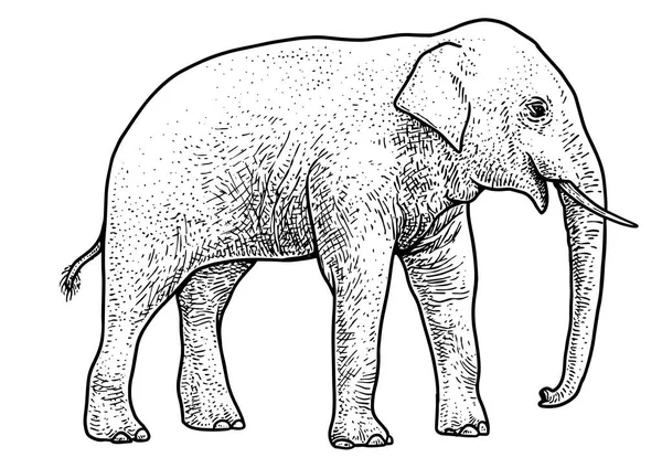 Illust Elefante Asiático Puxando Gravura Tinta Arte Linha Vetor —  Vetores de Stock