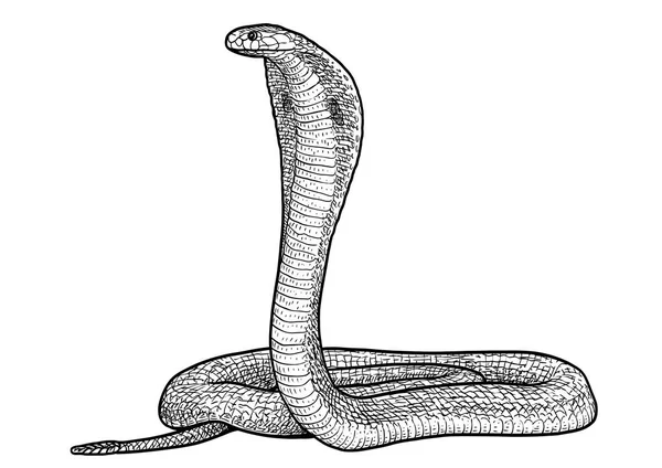 Illustrazione Cobra Indiana Disegno Incisione Inchiostro Line Art Vettore — Vettoriale Stock