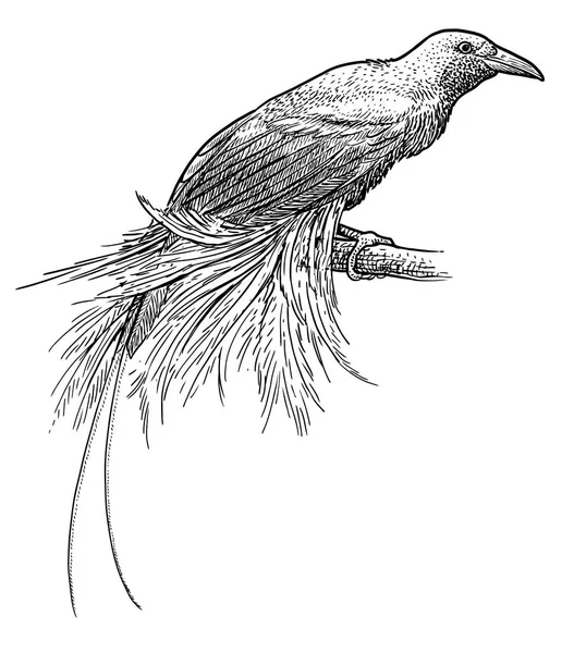 Pájaro Menor Del Paraíso Ilustración Dibujo Grabado Tinta Arte Línea — Archivo Imágenes Vectoriales