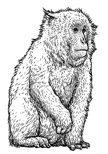 Японская снежная обезьяна макак иллюстрация, рисунок, гравировка, чернила, линейное искусство, вектор
