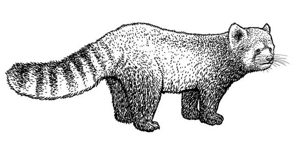 Panda Červená Ilustrace Kresba Gravírování Inkoust Perokresby Vektor — Stockový vektor