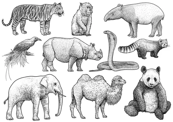 Collezione Animali Asiatici Illustrazione Disegno Incisione Inchiostro Line Art Vettore — Vettoriale Stock