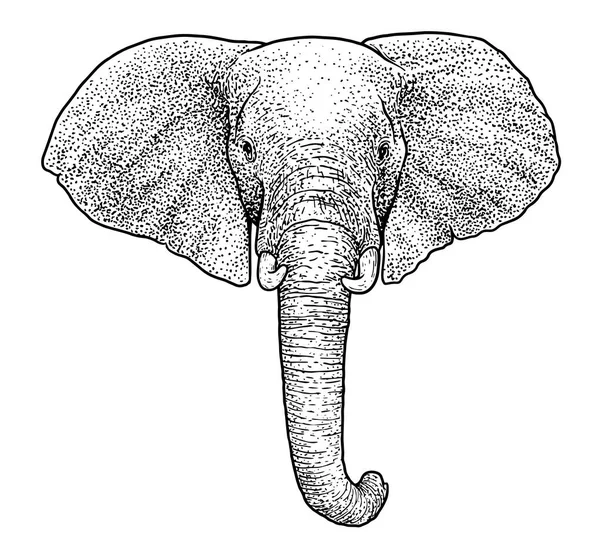 Ilustrasi Kepala Gajah Gambar Ukiran Tinta Seni Garis Vektor - Stok Vektor