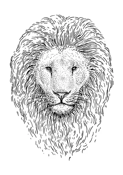 Lví Hlava Ilustrace Kresba Gravírování Inkoust Perokresby Vektor — Stockový vektor