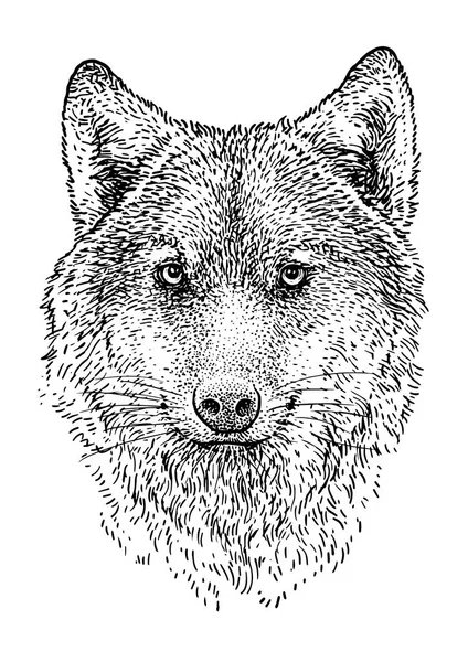 Tête Loup Illustration Dessin Gravure Encre Line Art Vecteur — Image vectorielle