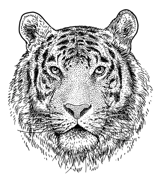 Ilustração Cabeça Tigre Puxando Gravura Tinta Arte Linha Vetor — Vetor de Stock