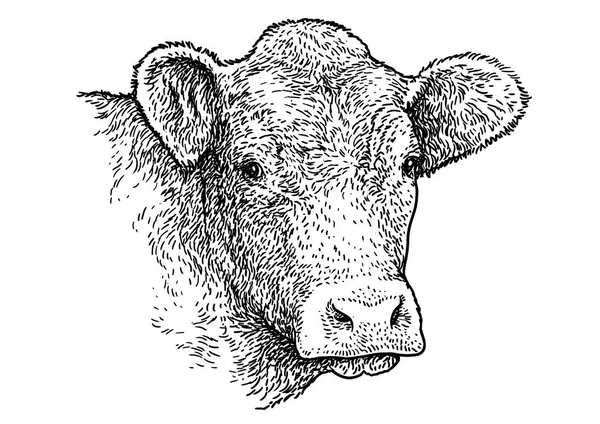 stock vector Cow head portrait illustration, drawing, engraving, ink, line art, vector