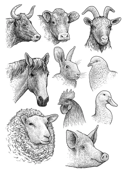 Hogar Animales Granja Cabeza Retrato Colección Ilustración Dibujo Grabado Tinta — Vector de stock