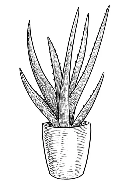 Aloe Vera Pflanze Topf Illustration Zeichnung Gravur Tusche Zeichenkunst Vektor — Stockvektor