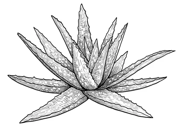 Aloe Vera Pflanzenillustration Zeichnung Gravur Tusche Linienzeichnung Vektor — Stockvektor