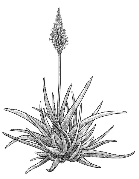 Aloe Vera Planta Ilustração Desenho Gravura Tinta Arte Linha Vetor —  Vetores de Stock