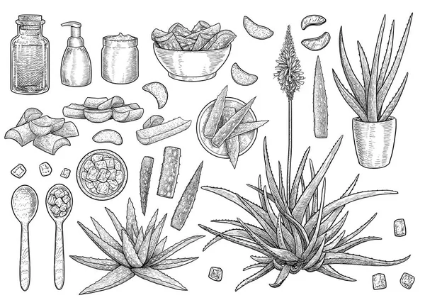 Aloe Vera Colección Ilustración Dibujo Grabado Tinta Arte Línea Vector — Vector de stock