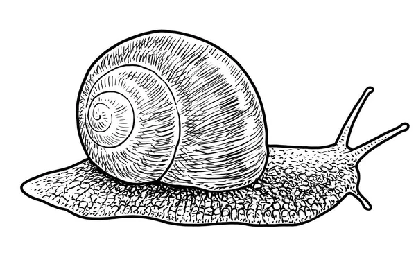 Garden Snail Illustration Drawing Engraving Ink Line Art Vector — Stock Vector