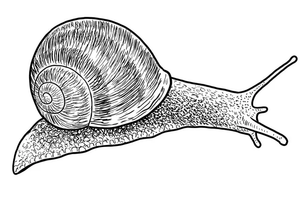 花园蜗牛插图 线条艺术 — 图库矢量图片