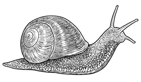 Garden Snail Illustration Drawing Engraving Ink Line Art Vector — Stock Vector