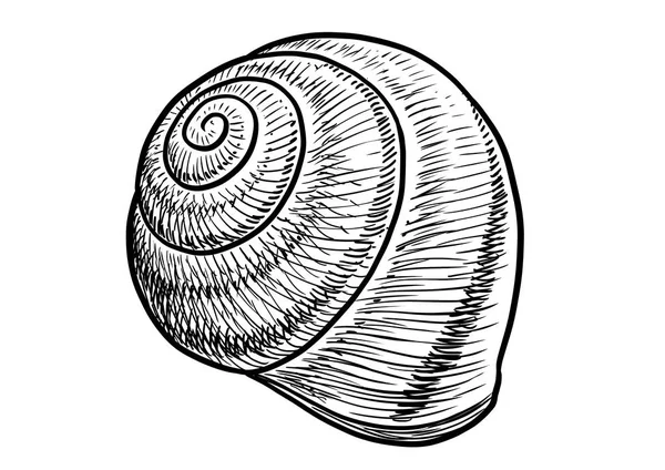 Giardino Lumaca Shell Illustrazione Disegno Incisione Inchiostro Linea Arte Vettore — Vettoriale Stock