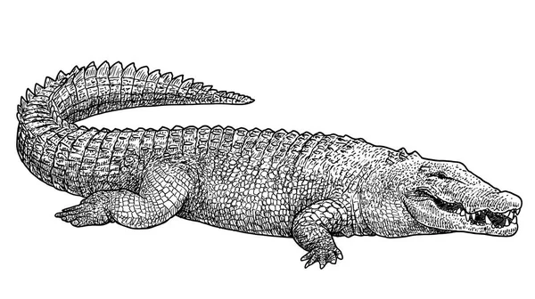 Saltvatten Krokodil Illustration Teckning Gravyr Bläck Konturteckningar Vektor — Stock vektor