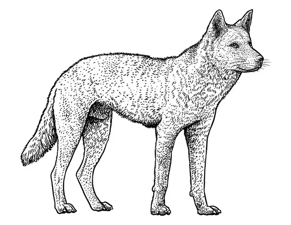 Dingo Illustratie Tekening Gravure Inkt Zeer Fijne Tekeningen Vector — Stockvector