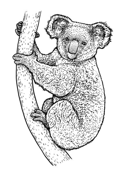 Коала Иллюстрация, рисунок, инкрустация, тушь, линия искусства, вектор
