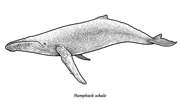 驼背鲸插图 线艺术 — 图库矢量图片