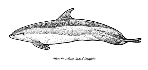 Atlantic White Sided Delfino Illustrazione Disegno Incisione Inchiostro Line Art — Vettoriale Stock