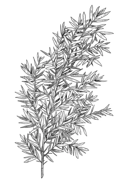 Bambuszweig Blattillustration Zeichnung Gravur Tusche Linienkunst Vektor — Stockvektor
