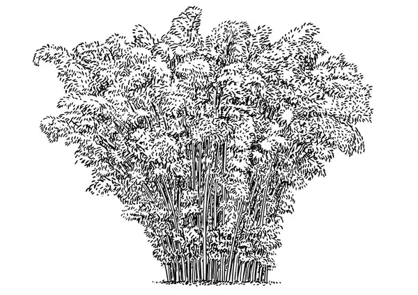 Arbre Bambou Buisson Illustration Dessin Gravure Encre Art Linéaire Vecteur — Image vectorielle