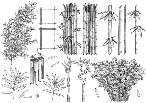 Bambusz Kollekció Illusztráció Rajz Metszet Tinta Vonalas Vektor — Stock Vector