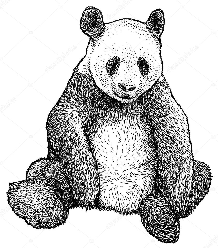 Giant Panda illustration, drawing, engraving, ink, line art, vector