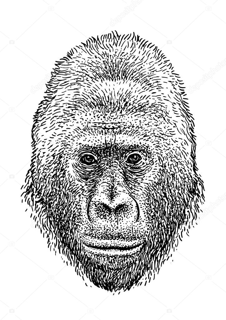 Gorilla head illustration, drawing, engraving, ink, line art, vector