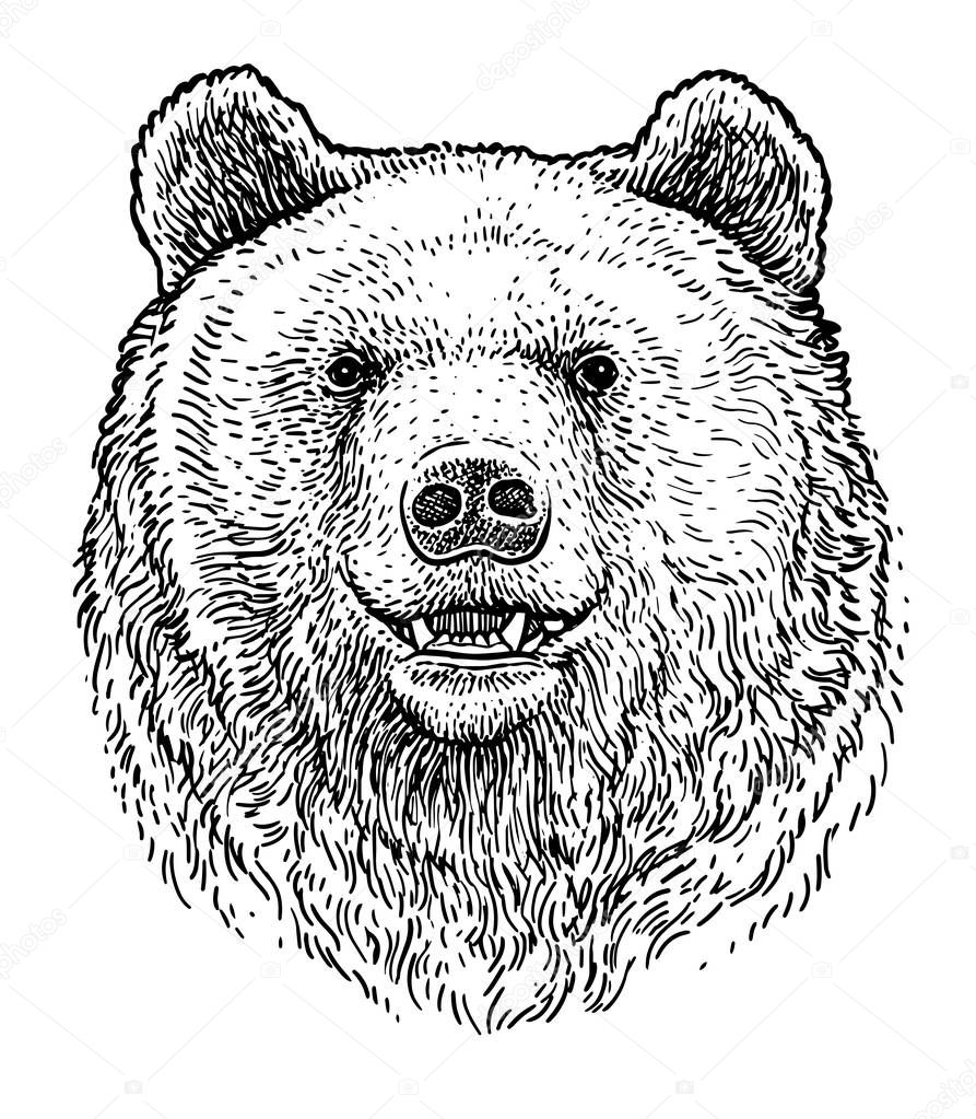 Bear head illustration, drawing, engraving, ink, line art, vector