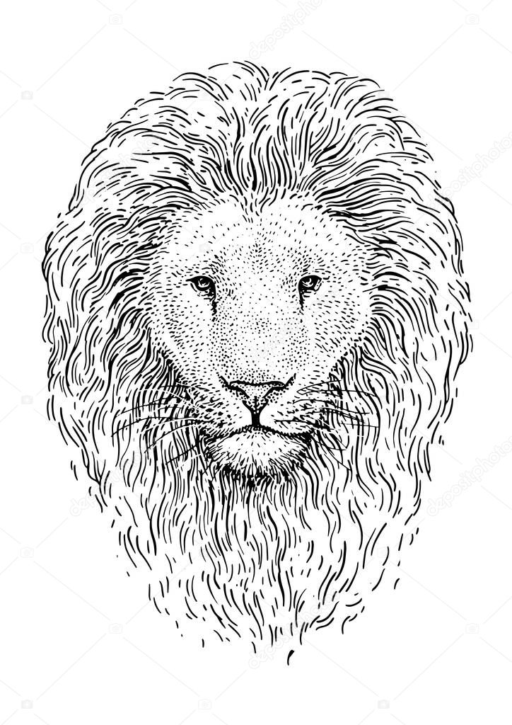Lion head illustration, drawing, engraving, ink, line art, vector