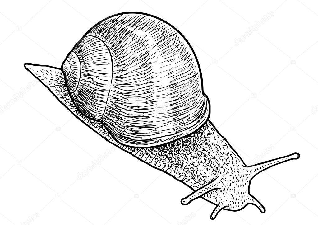 Garden snail illustration, drawing, engraving, ink, line art, vector