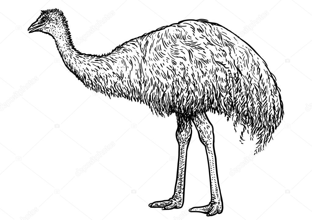 Emu illustration, drawing, engraving, ink, line art, vector