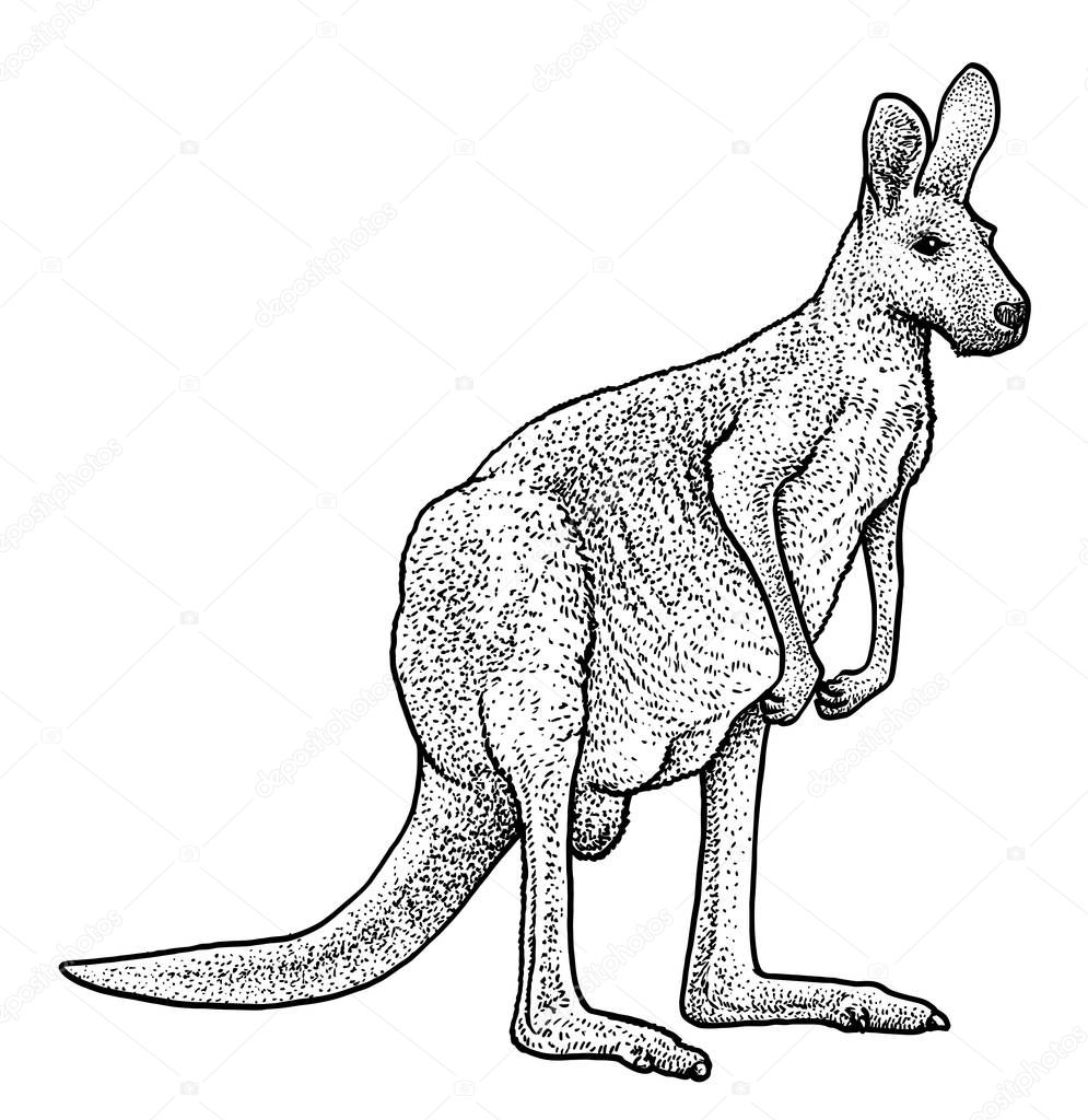 Red kangaroo illustration, drawing, engraving, ink, line art, vector