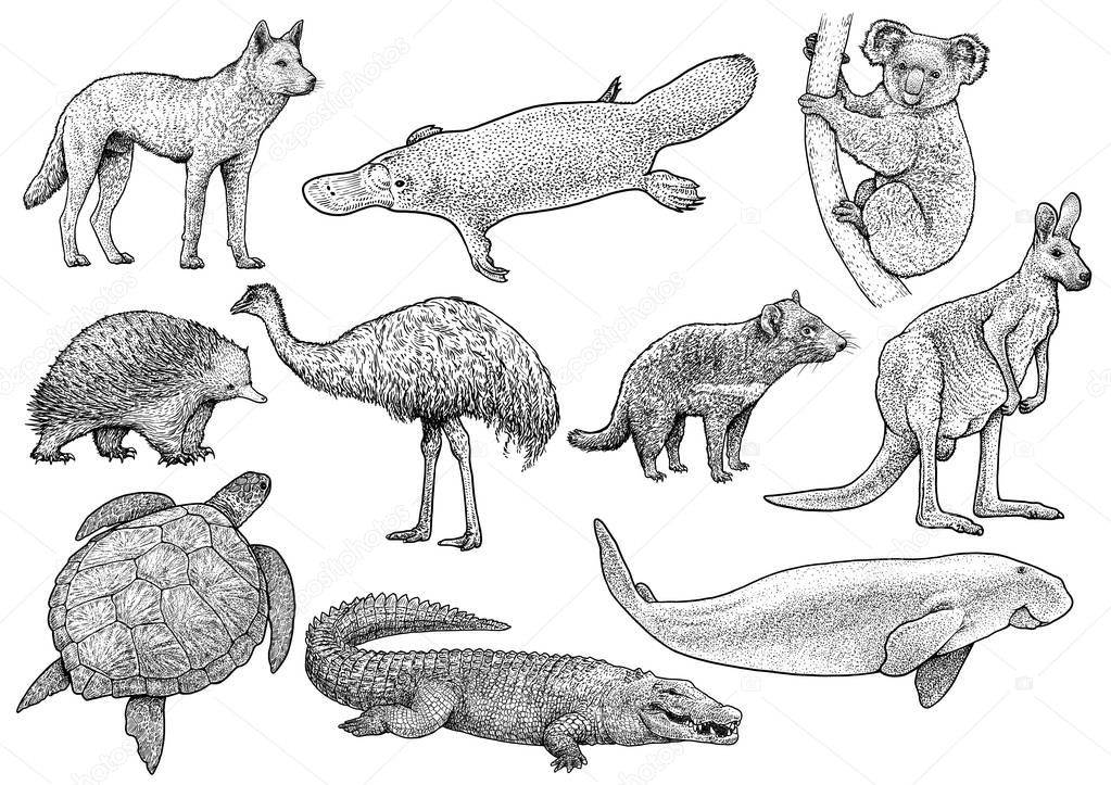 Australian animal collection illustration, drawing, engraving, ink, line art, vector