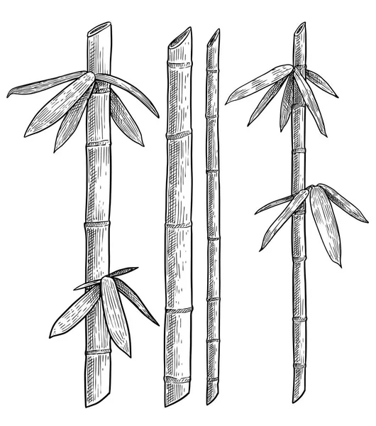 Bamboo branch, leaf illustration, drawing, engraving, ink, line art, vector
